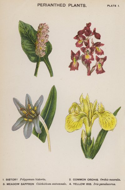 Perianthed Planten (kleur litho) door English School