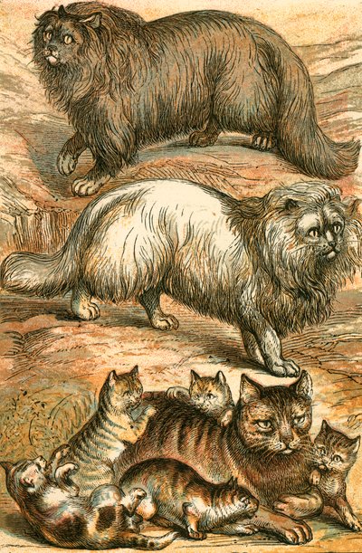 Perzische kat, Angora kat, huiskat en kittens door English School