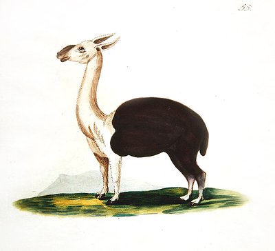 Peruaanse guanaco, ca. 1810 door English School