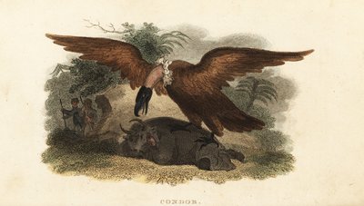 Peruaanse man die een koeienhuid draagt om een condor te lokken door English School
