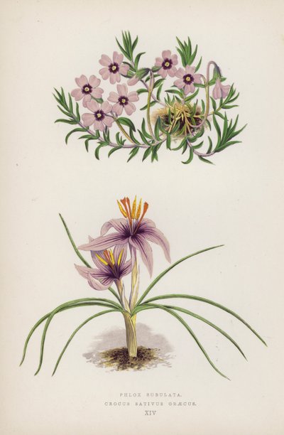 Phlox Subulata; Crocus Sativus Graecus (kleur litho) door English School