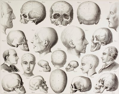 Frenologische illustratie die de psychologische relaties van de hersenen toont, uit een 19e-eeuwse prent door English School