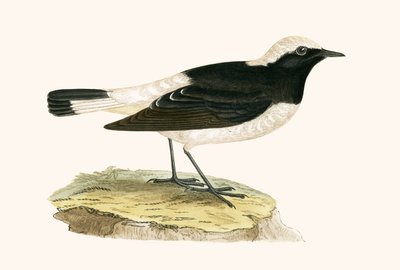 Pied Wheatear, illustratie uit 