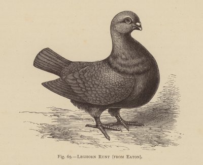 Duiven: Leghorn Runt, van Eaton door English School