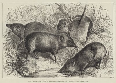 Pigmy Hogs uit India in de tuinen van de Zoological Society door English School