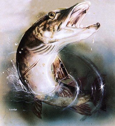 Snoek die springt door English School