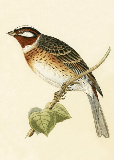 Vink, illustratie uit 