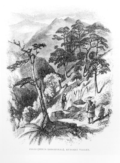 Pijnbomen in de Rungelt vallei van de Himalaya, uit Himalayan Journals, 1854 door English School