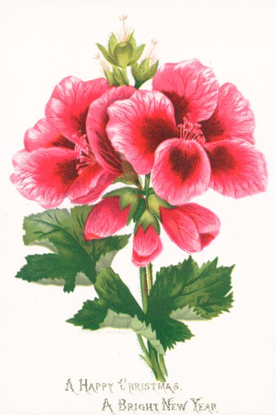 Roze Bloemen, Kerstkaart door English School