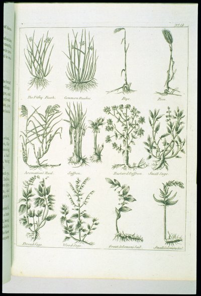 Planten uit Culpepers English Physician and Complete Herbal, gepubliceerd 1790 door English School
