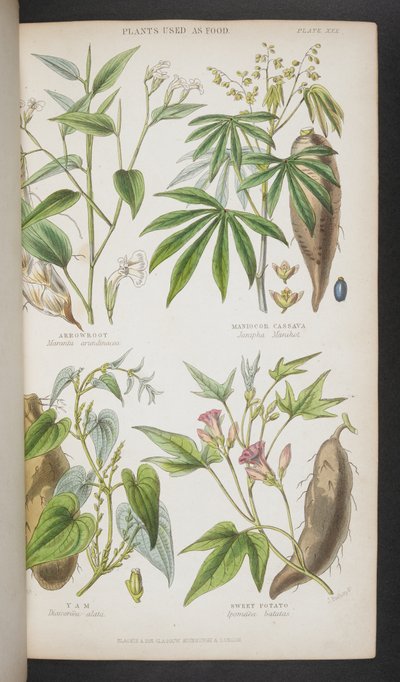 Planten gebruikt als voedsel, uit 