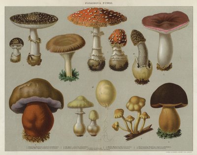 Giftige paddenstoelen door English School
