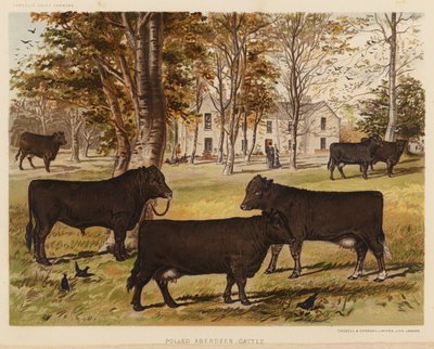 Polled Aberdeen Vee door English School