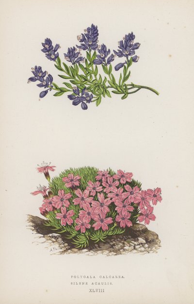 Polygala Calcarea; Silene Acaulis (kleur litho) door English School
