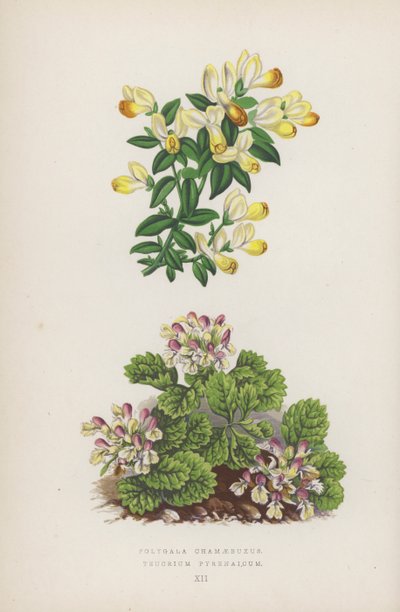 Polygala Chamaebuxus; Teucrium Pyrenaicum (kleur litho) door English School