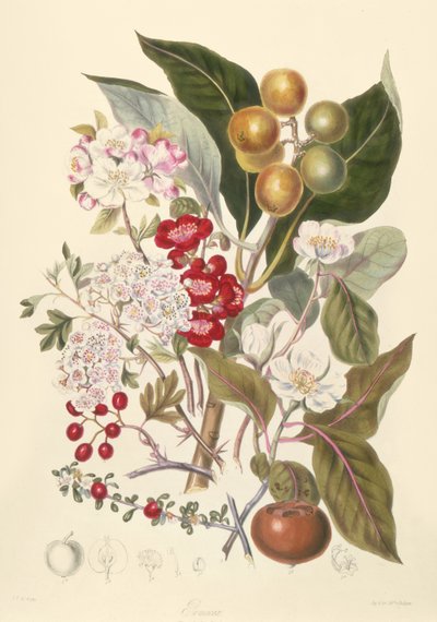 Pomaceae, de Appelstam door English School