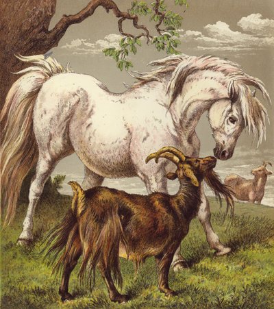 Pony en Geiten door English School