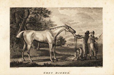 Portret van het renpaard Grey Diomed met jockey en verzorgers door English School