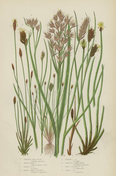Stekelige Twijg Riet, Witte Snavel Riet, Bruine Snavel Riet, Breedbladige Blysmus, Smalbladige Blysmus door English School