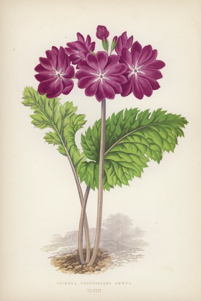 Primula Cortusoides Amoena (kleur litho) door English School