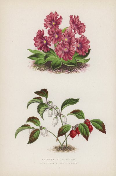 Primula Glaucescens; Gaultheria Procumbens door English School