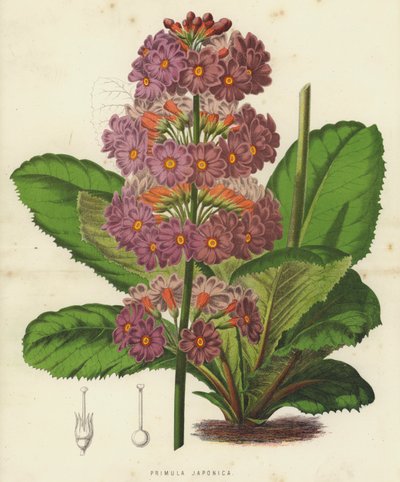 Primula Japonica door English School