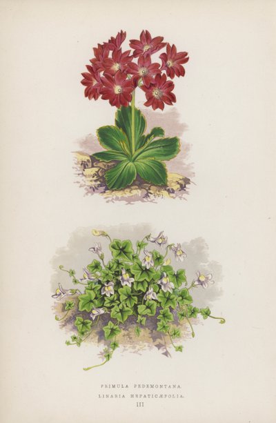 Primula Pedemontana; Linaria Hepaticaefolia door English School