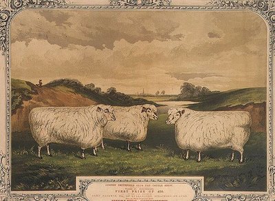 Prijs Cotswold schapen, gevoed met voedsel gekruid met Thorley