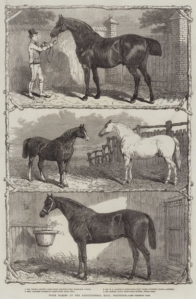 Prijswinnaars op de Agricultural Hall, Islington (gravure) door English School