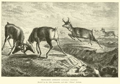 Pronghorn-antilope, Antilocapra americana door English School
