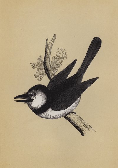 Pofvogel door English School