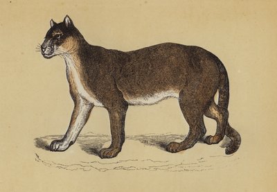 Puma door English School