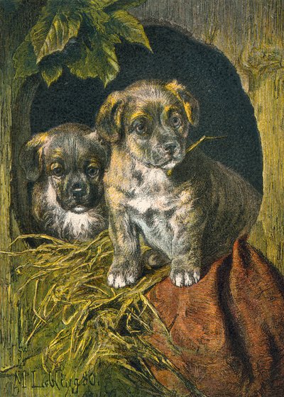 Puppy