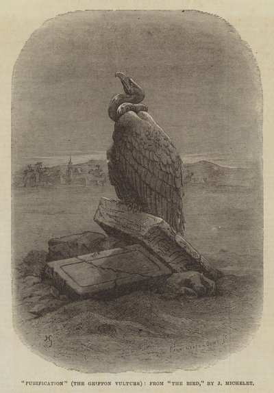 "Zuivering" (De Griffon Gier), uit "De Vogel," door J Michelet (gravure) door English School