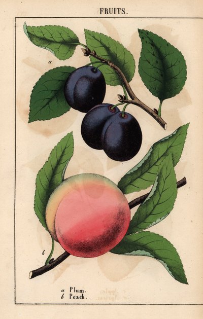 Paars-zwarte pruimen en roze perzik, uit 
