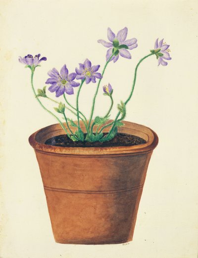 Paarse Bloemen in een Terracotta Pot, ca. 1825 door English School