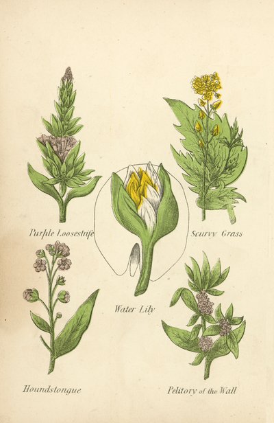 Paarse Kattenstaart, Scheurbuikgras, Waterlelie, Hondstong, Muurpeper (kleur litho) door English School