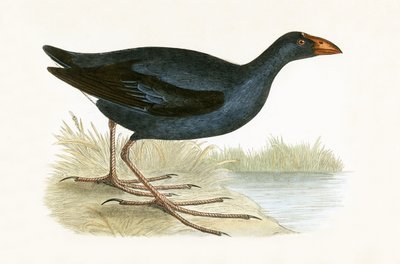 Paarse Waterhoen, illustratie uit 