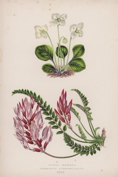 Pyrola Uniflora; Astragalus Monspessulanus door English School