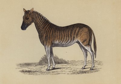 Quagga door English School