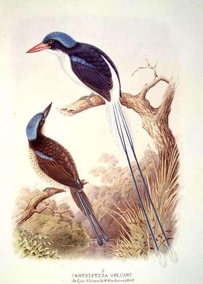 Racquetstaartijsvogel, fol. 12 Vol III, uit 