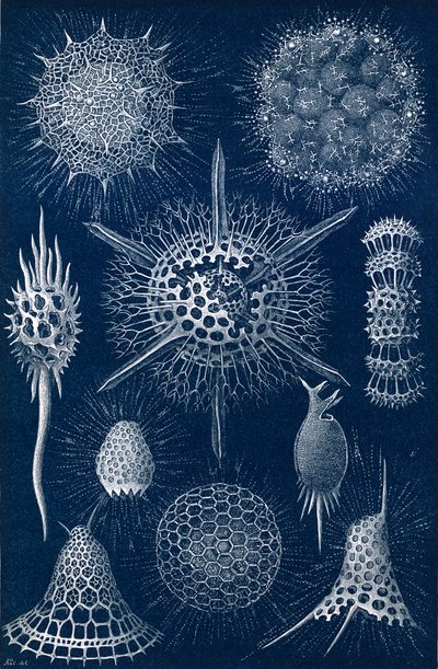 Radiolarians door English School