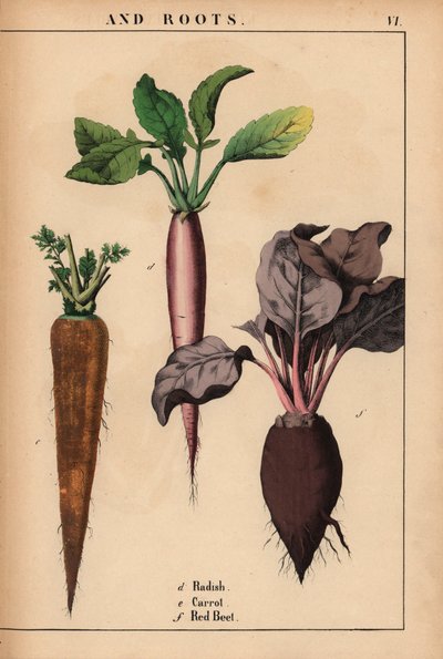 Radijs, wortel en rode biet, uit "The Instructive Picturebook, or Lessons from the Vegetable World," [Charlotte Mary Yonge], Edinburgh door English School
