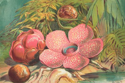 Rafflesia Arnoldii, reuzenbloem van de regenwouden van Sumatra door English School