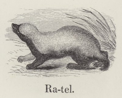Ratel door English School