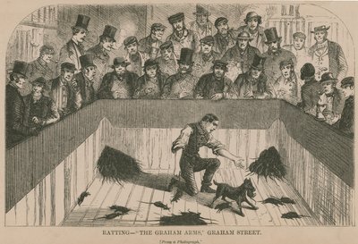 Ratten in de Graham Arms (gravure) door English School