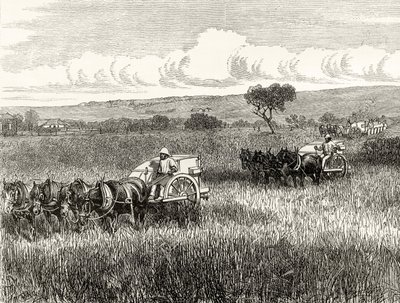 Oogsten in Zuid-Adelaide, c.1880, uit 