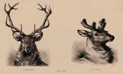 Red Deer (gravure) door English School