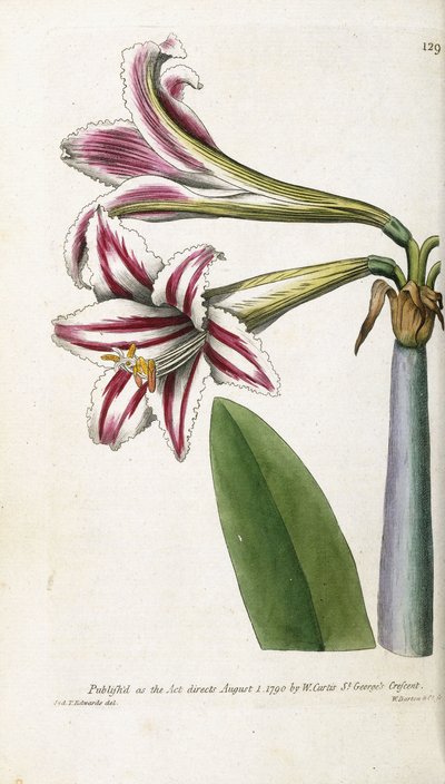 Rood en wit gestreepte lelie, 1799-1810 door English School