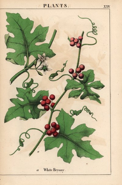 Rode bryonie met rode bessen. Bryonia dioica, uit 